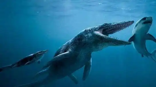 世界上最大的鲸鱼蓝鲸体长33米睾丸重达90斤2