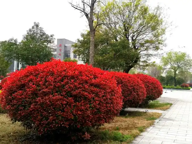 红叶石楠最美时