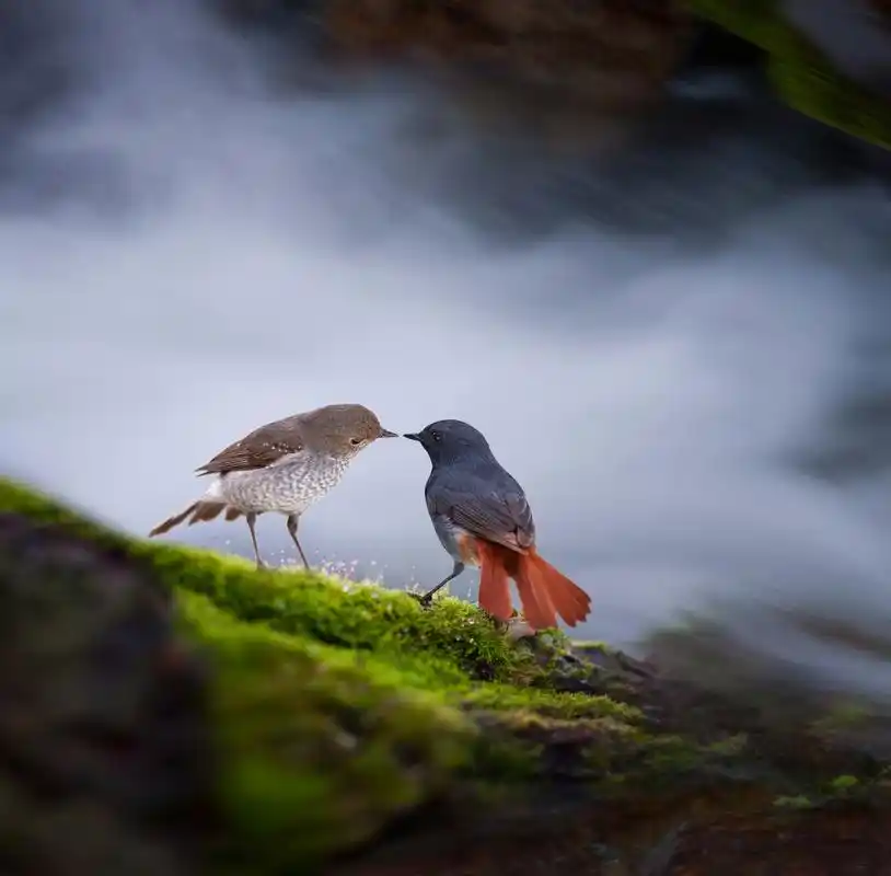 两只鸟在树上谈恋爱,公鸟问母鸟:"你愿意和我生小鸟吗?