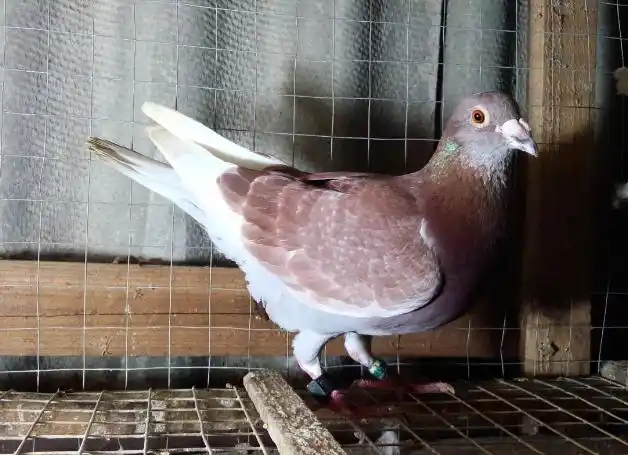 正宗极品红西翁