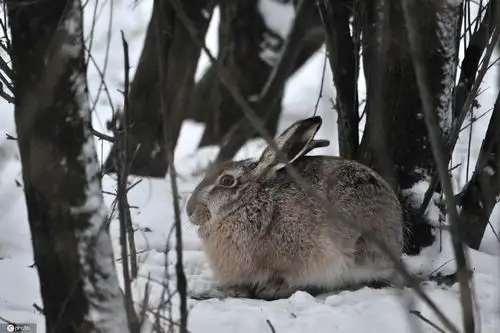 匈牙利:野兔雪地嬉戏玩耍太萌了
