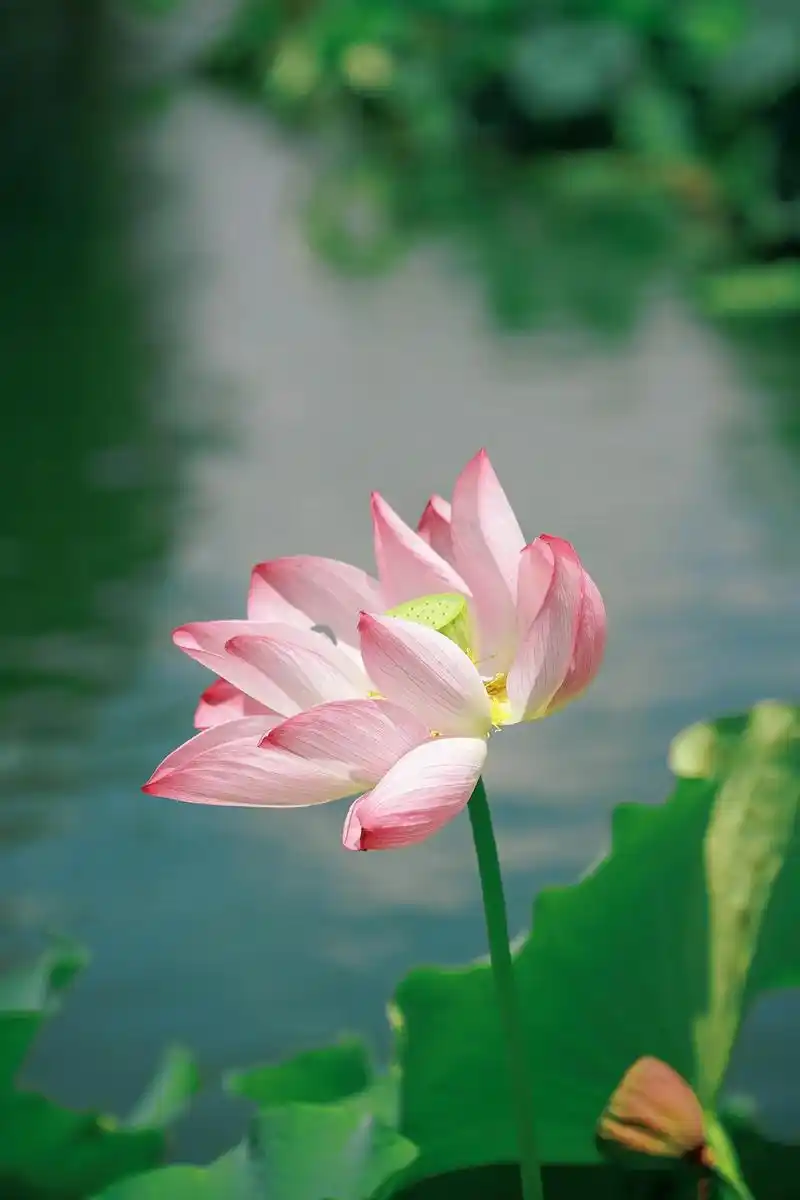 看取莲花净方知不染心