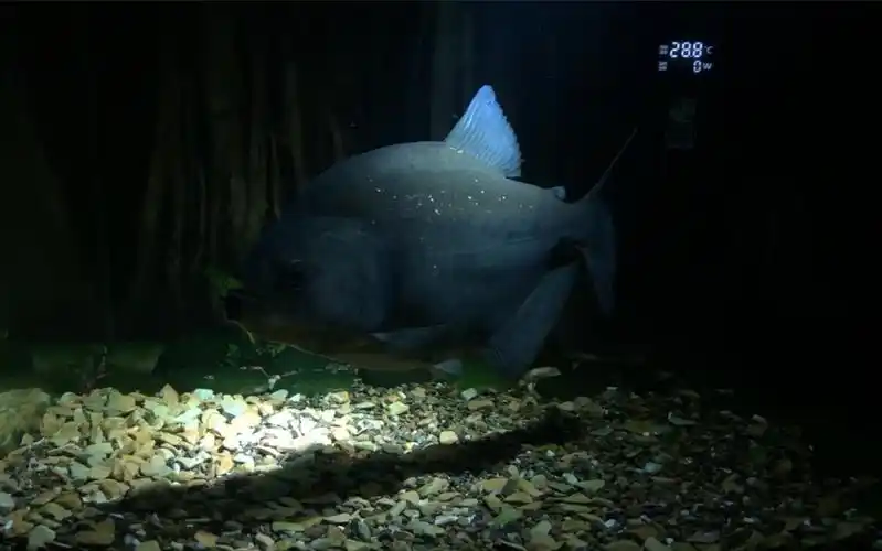 食人鱼 26cm辛古黑食 成长记录