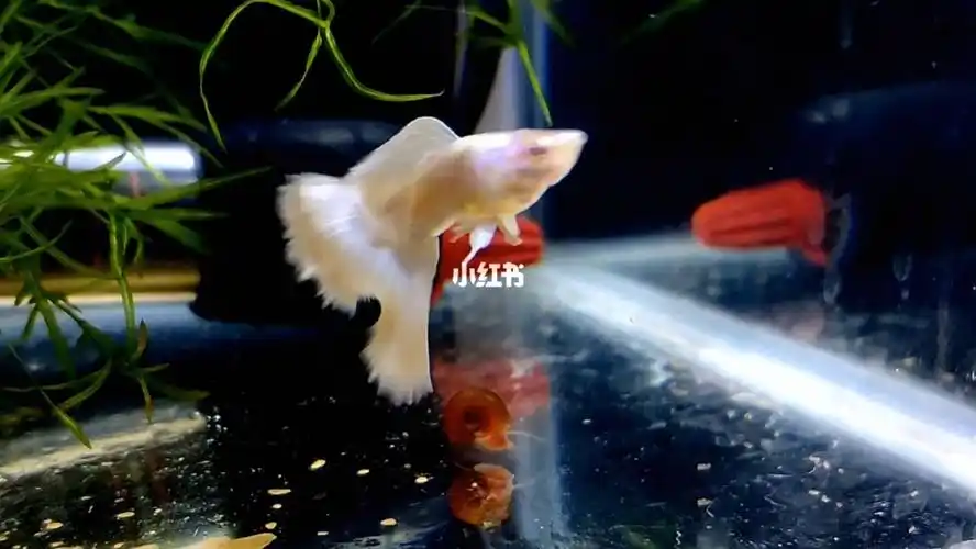 拍拍鱼爸,鱼不在于多贵,自己喜欢就好#孔雀鱼  #孔雀鱼下崽  #热带鱼