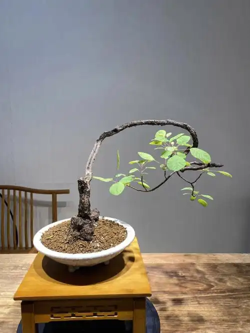 空间设计  #黄栌  #茶室  治愈所有的不开心,复杂的日子简单过