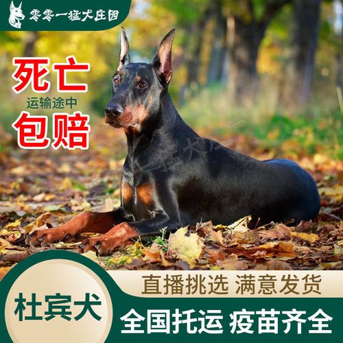杜宾犬正宗纯种幼犬双血统德系美系立耳朵成犬幼崽公母黑色便宜狗