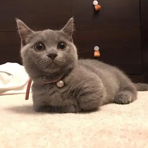 短腿猫~ 小短腿天天带欢笑