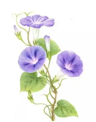 彩铅|画画花,不辜负这春暖花开原创作品:高粲cancan