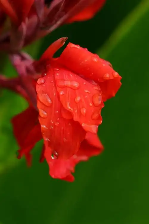 红色大花美人蕉