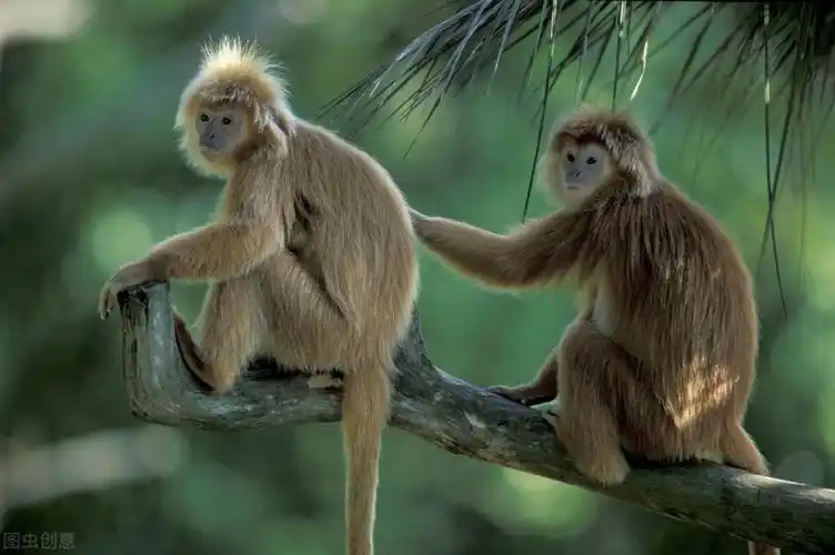 来看猴鼠龙三属相在农历八九月的运势如何