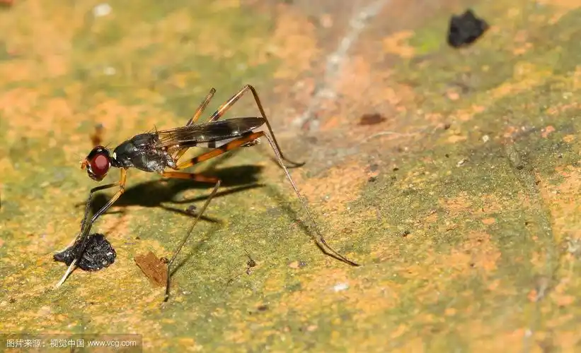靠近花盆上的长腿苍蝇