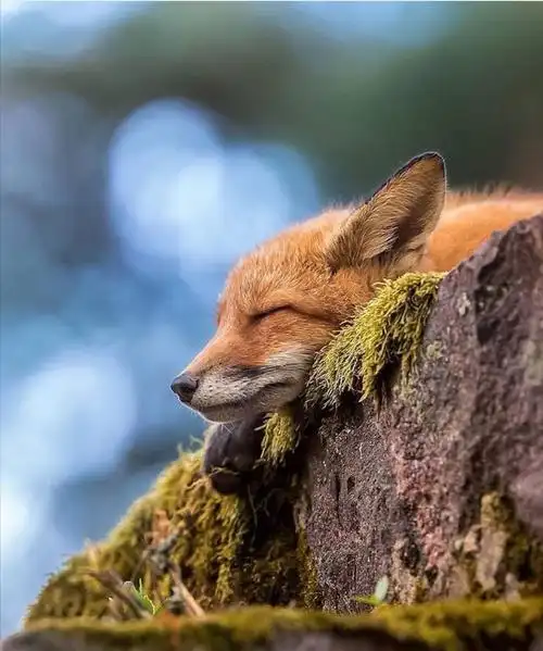 可以开个治愈系小动物的头像楼吗更新326