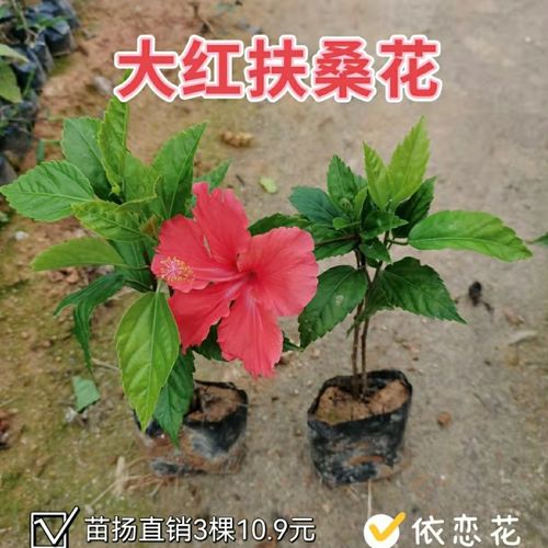 大红花扶桑花木槿花盆栽喜阳台室外庭院四季常绿四季开花好养的花