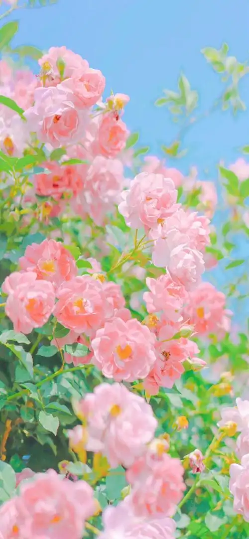 壁纸 花 桌面 690_1493 竖版 竖屏 手机