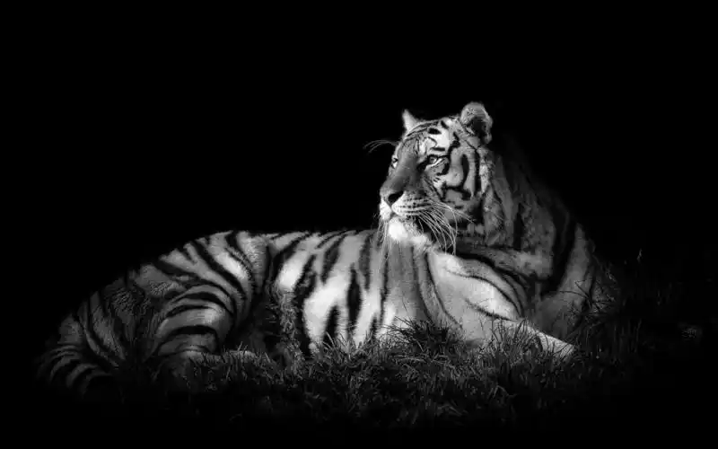 free download white tiger backgrounds