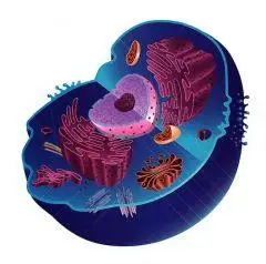 what part is endoplasmic reticulum?