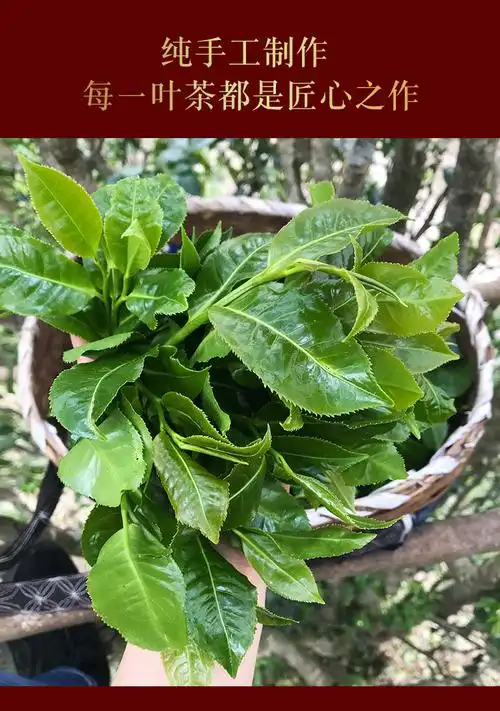 5折 野生茶古树22年春茶单株正宗云南高端礼盒200g【图片 价格 品牌