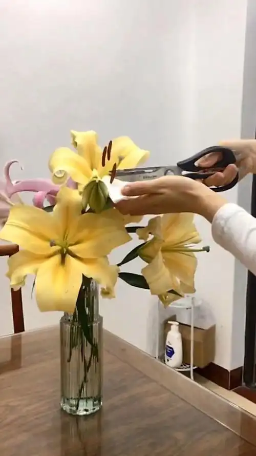 去年,那个人教我要把百合的花蕊剪掉