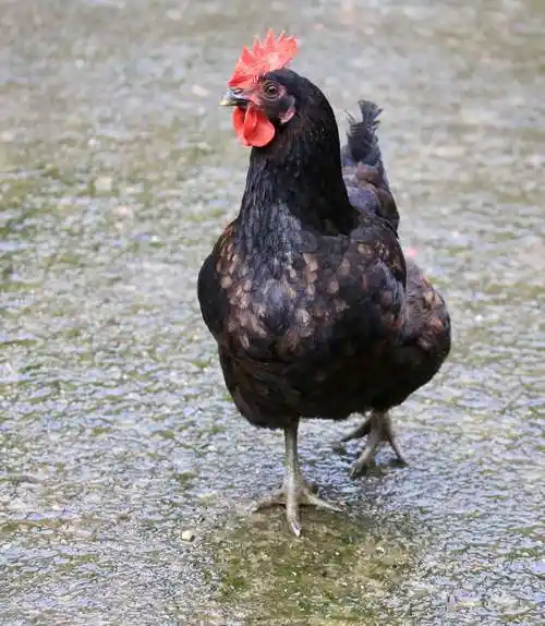 闲庭散步的花母鸡