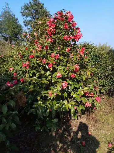 我家漂亮的红花山茶树