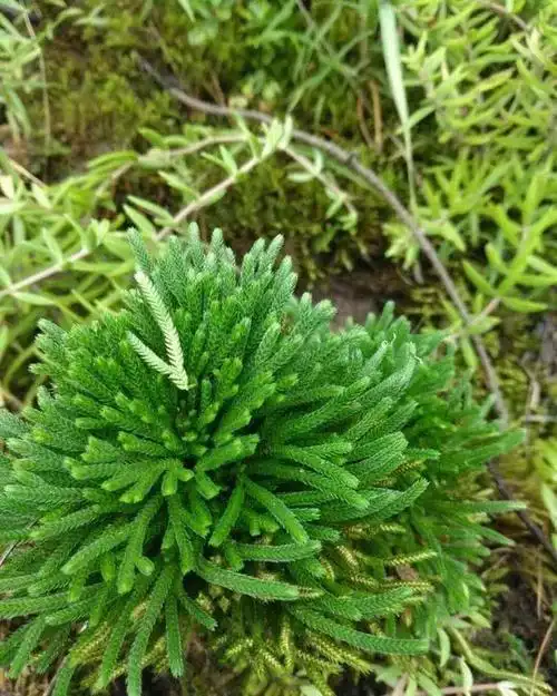 养不死的卷柏号称救死还魂草精致而优雅有水就能活