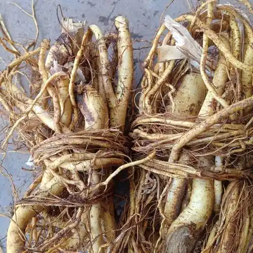 [五指毛桃批发]新鲜五指毛桃,黄皮浓香,无泥靓仔,一扎一斤左右,运费