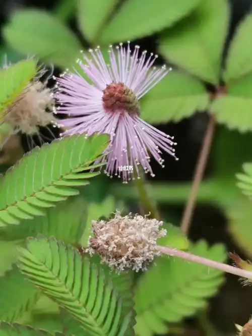 含羞草