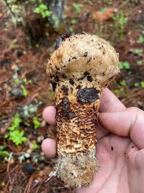野生松茸好吃无毒的小菌菌