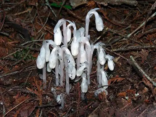 陕西惊现冥界之花水晶兰传说可起死回生