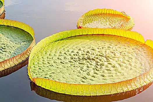 荷叶,霸王莲,睡莲,景色,特写