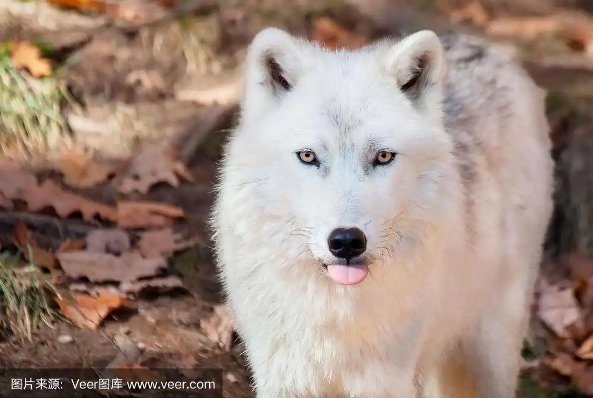 北极狼对着镜头伸出舌头
