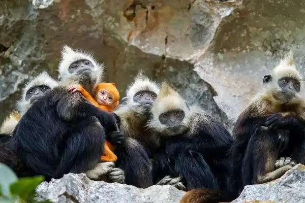 叶猴在镜头前秀起了恩爱国家级自然保护区在广西崇左白头叶猴"虐狗"的