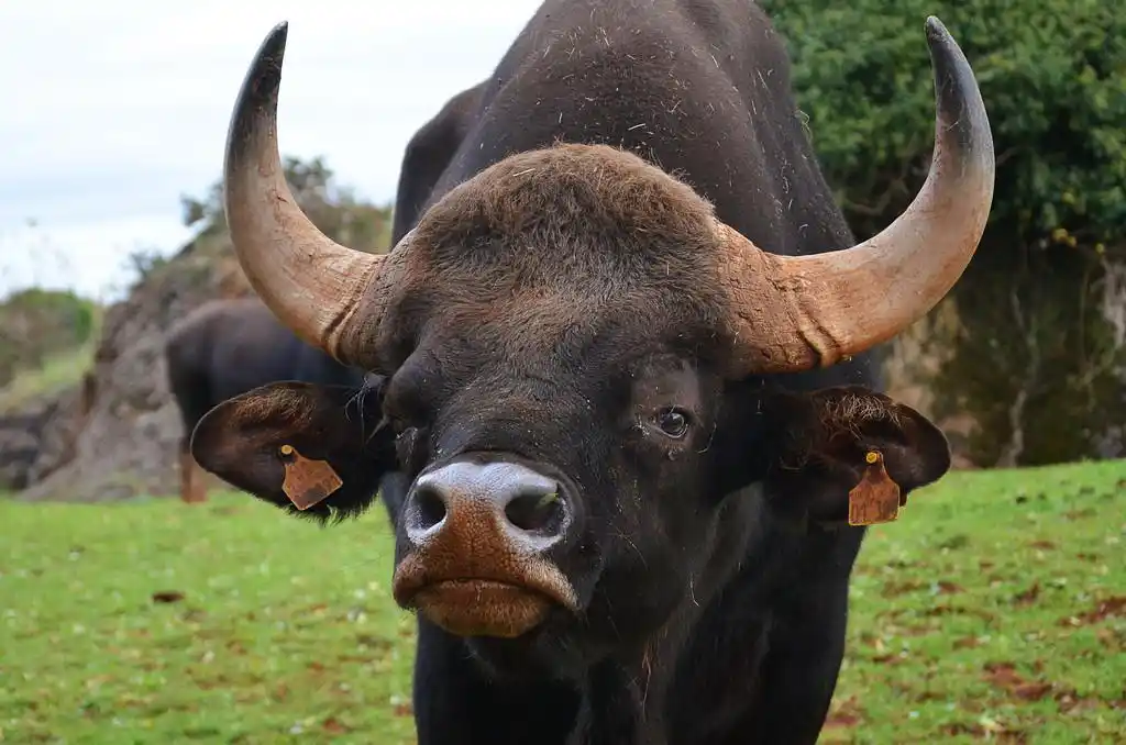 水牛特写 ,大水牛头特写性质的背景上