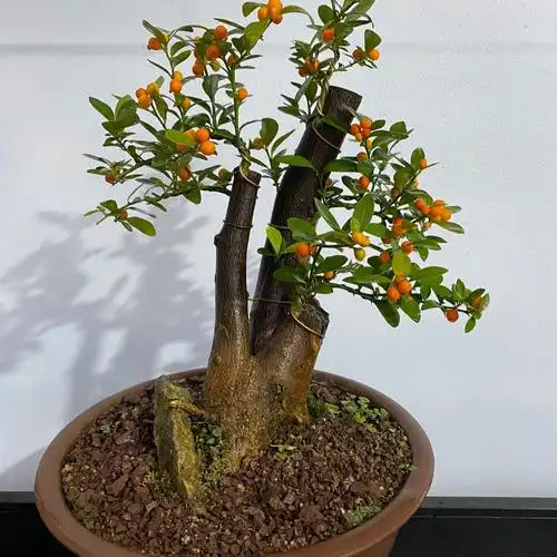 金豆盆景素材四季不落叶观果树桩老桩客厅庭院办公室桌面盆栽金豆小桩