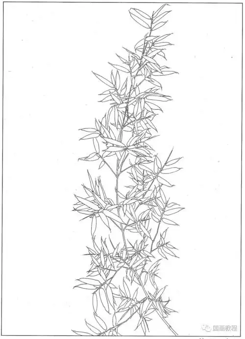不可多得的竹子白描图有用
