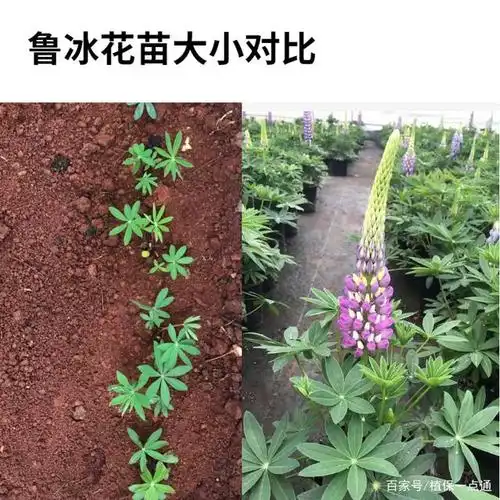 鲁冰花苗及正在开放的鲁冰花