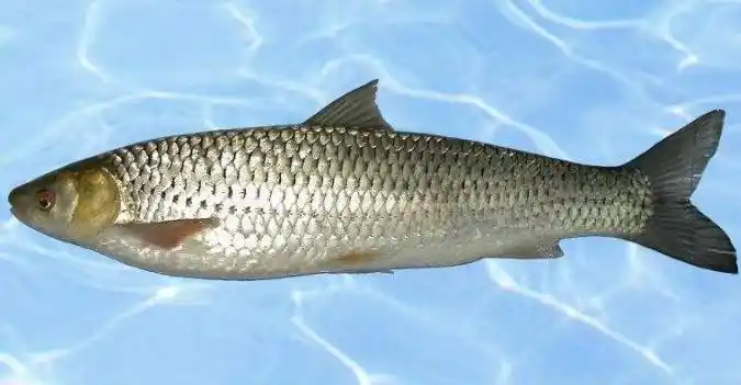 赤眼鳟属鲤科,雅罗鱼亚科,赤眼鳟属,俗称名红眼鱼,赤眼鲮,参鱼,是江河