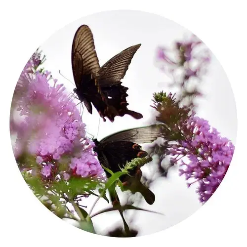 一蝶一花惜相恋,一生一世蝶恋花