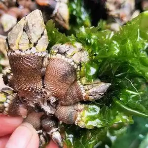 鲜活佛手螺藤壶螺新鲜海瓜子狗爪螺海螺肉网红海鲜大咖水产500g