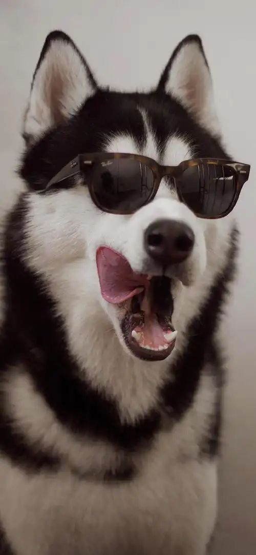 记录喜欢的壁纸小动物篇