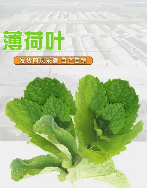 5折勤励园新鲜薄荷叶mint250g产地直销西餐香草香料调酒食用泡水装饰