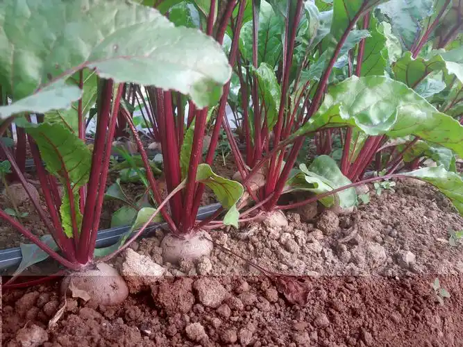 猜猜看,红梗蔬菜叫啥名字?