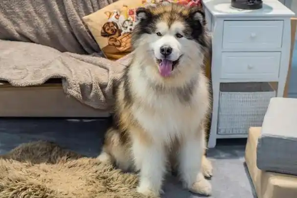 阿拉斯加犬的魅力与挑战:你真的准备好迎接这个巨型伴侣吗?