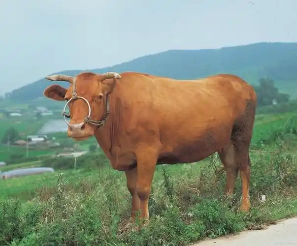 老黄牛的品质是什么