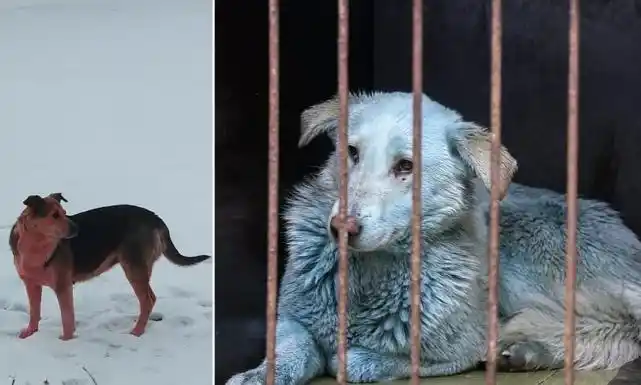 废弃工厂发现变色狗,长出蓝色和粉色皮毛,疑似受到化学污染|流浪狗