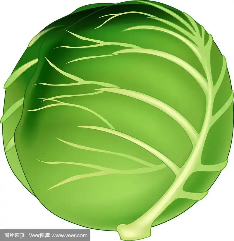 卷心菜图标卡通矢量插图