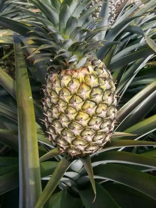 自行种植西双版纳无眼菠萝,又名凤梨