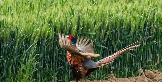 河南男子听到声音男子一看是野鸡在田里野鸡动作像跳舞一样