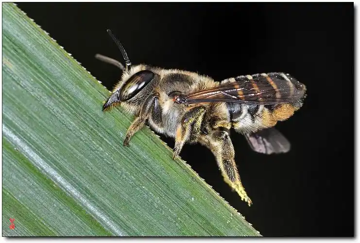 切叶蜂_你见过吗?