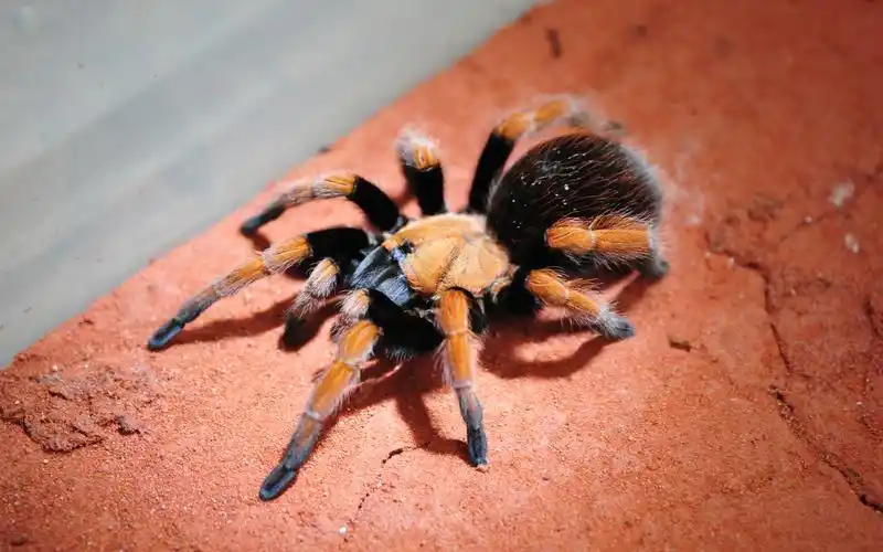 墨西哥血脚介绍内含福利